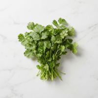 Cilantro fresco