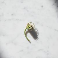 flor de ajo