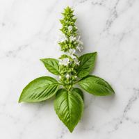 flor de albahaca