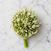 flor de cebolla