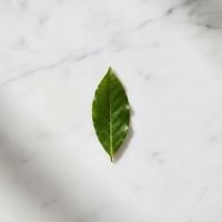 Laurel