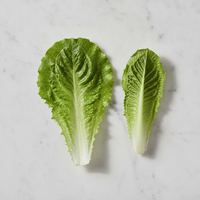 Lechuga iceberg