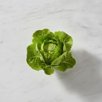 lechuga