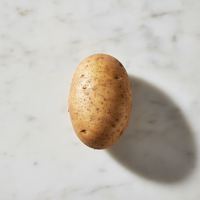Patata russet