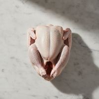 Pavo
