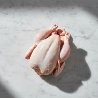 Pollo